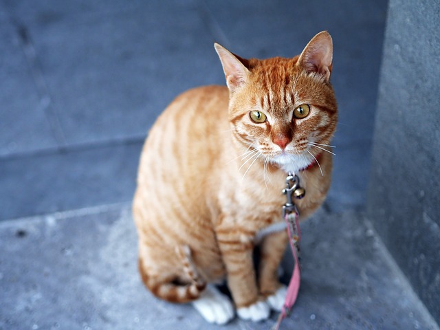 cat-360807_640